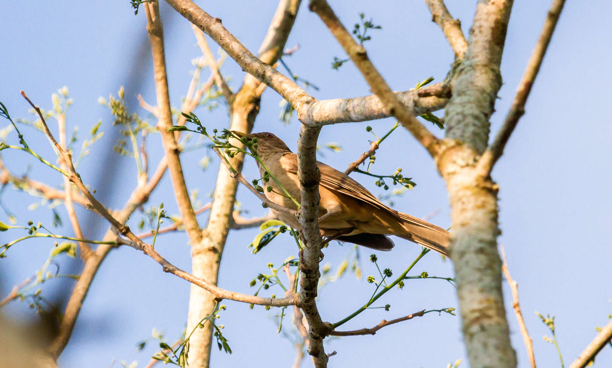 Image of Turdus grayi casius (Bonaparte 1855)