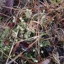 Plancia ëd Cladonia rappii A. Evans