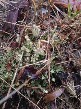 Plancia ëd Cladonia rappii A. Evans