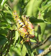 صورة Zonocerus elegans (Thunberg 1815)