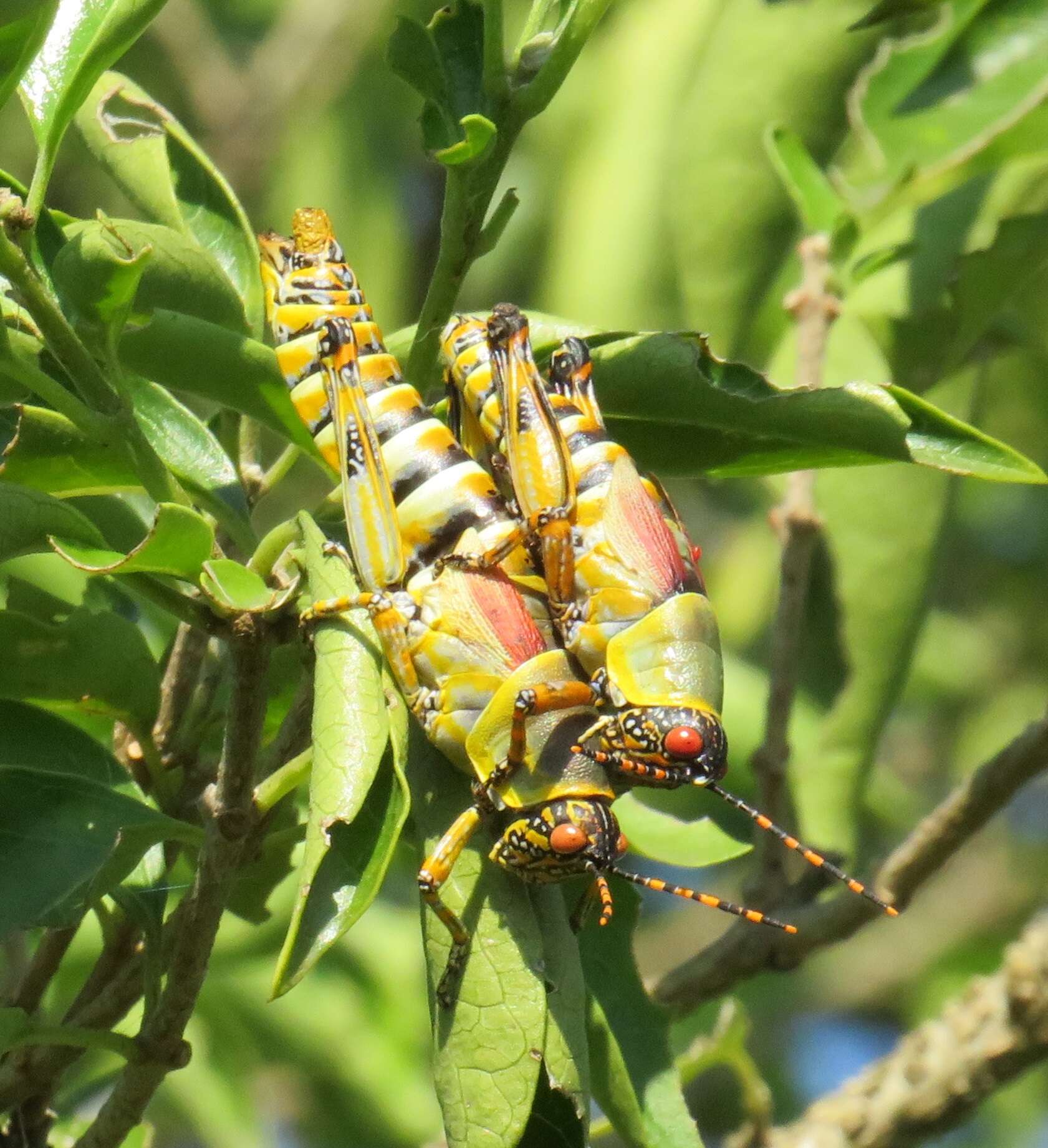 Image of Elegant Grasshopper