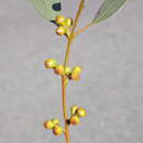 Image of Eucalyptus alligatrix subsp. miscella M. I. H. Brooker, A. V. Slee & J. D. Briggs