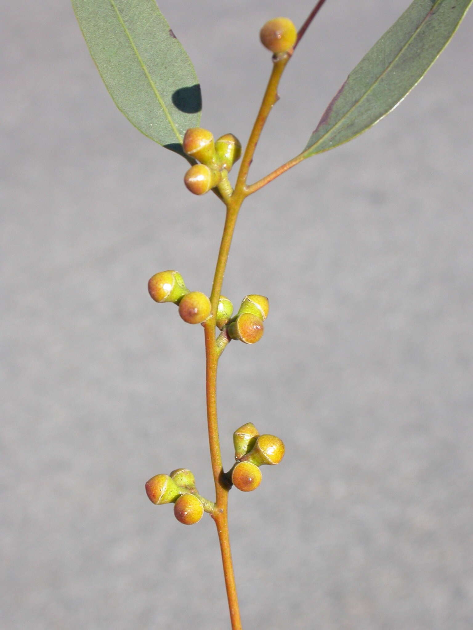 Image of Eucalyptus alligatrix subsp. miscella M. I. H. Brooker, A. V. Slee & J. D. Briggs