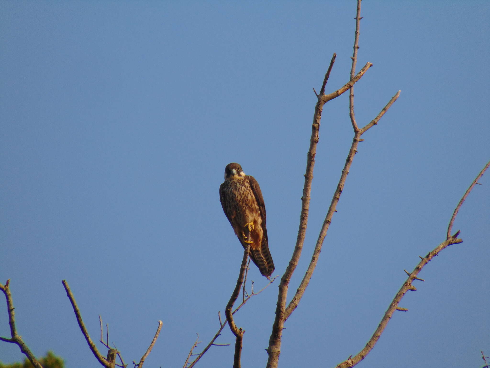 Image of Eleonora's Falcon