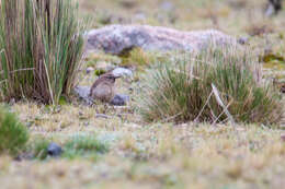 Image of Streak-throated Canastero