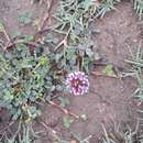 Image of Trifolium burchellianum subsp. burchellianum