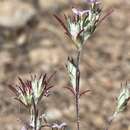 Imagem de Eriastrum brandegeae Mason