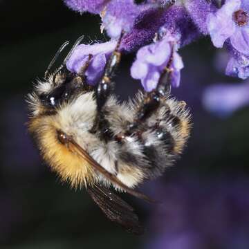 Image of Common carder bumblebee