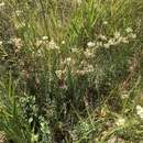 Image of Helichrysum rugulosum Less.