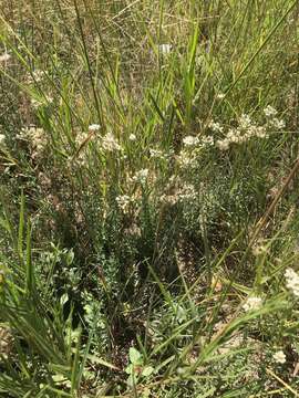 Слика од Helichrysum rugulosum Less.