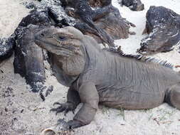 صورة Cyclura stejnegeri (Barbour & Noble 1916)