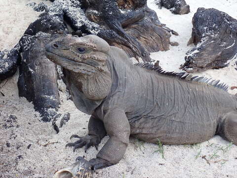 Image de Cyclura stejnegeri (Barbour & Noble 1916)