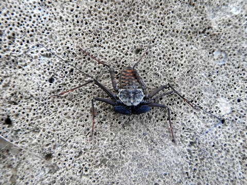 Image of Phrynus pulchripes (Pocock 1894)