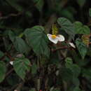 Image of Begonia meyeri-johannis Engl.