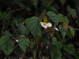 Image of Begonia meyeri-johannis Engl.