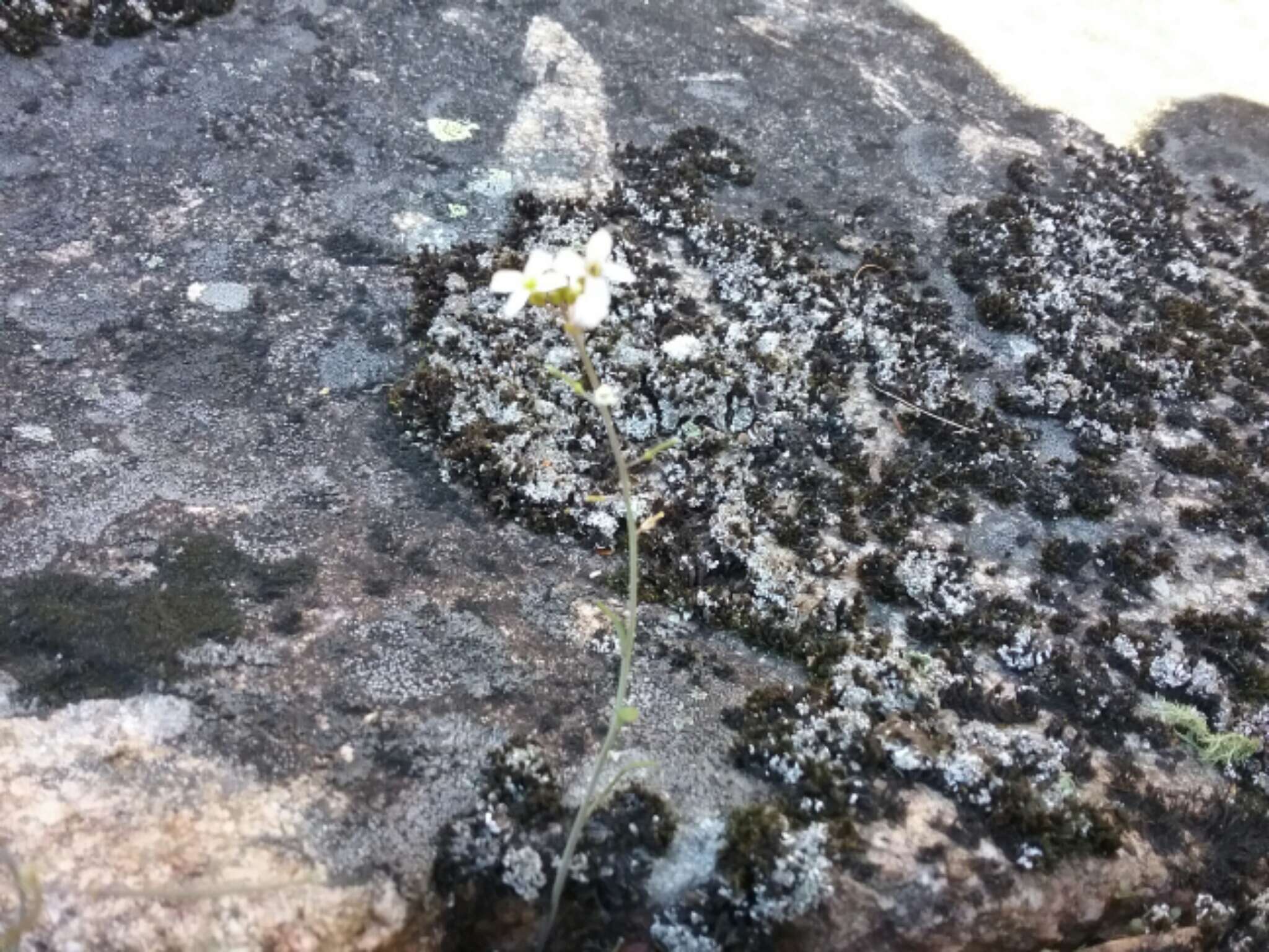 Plancia ëd Arabidopsis lyrata (L.) O'Kane & Al-Shehbaz