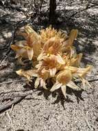 Imagem de Aphyllon californicum subsp. feudgei (Munz) A. C. Schneid.