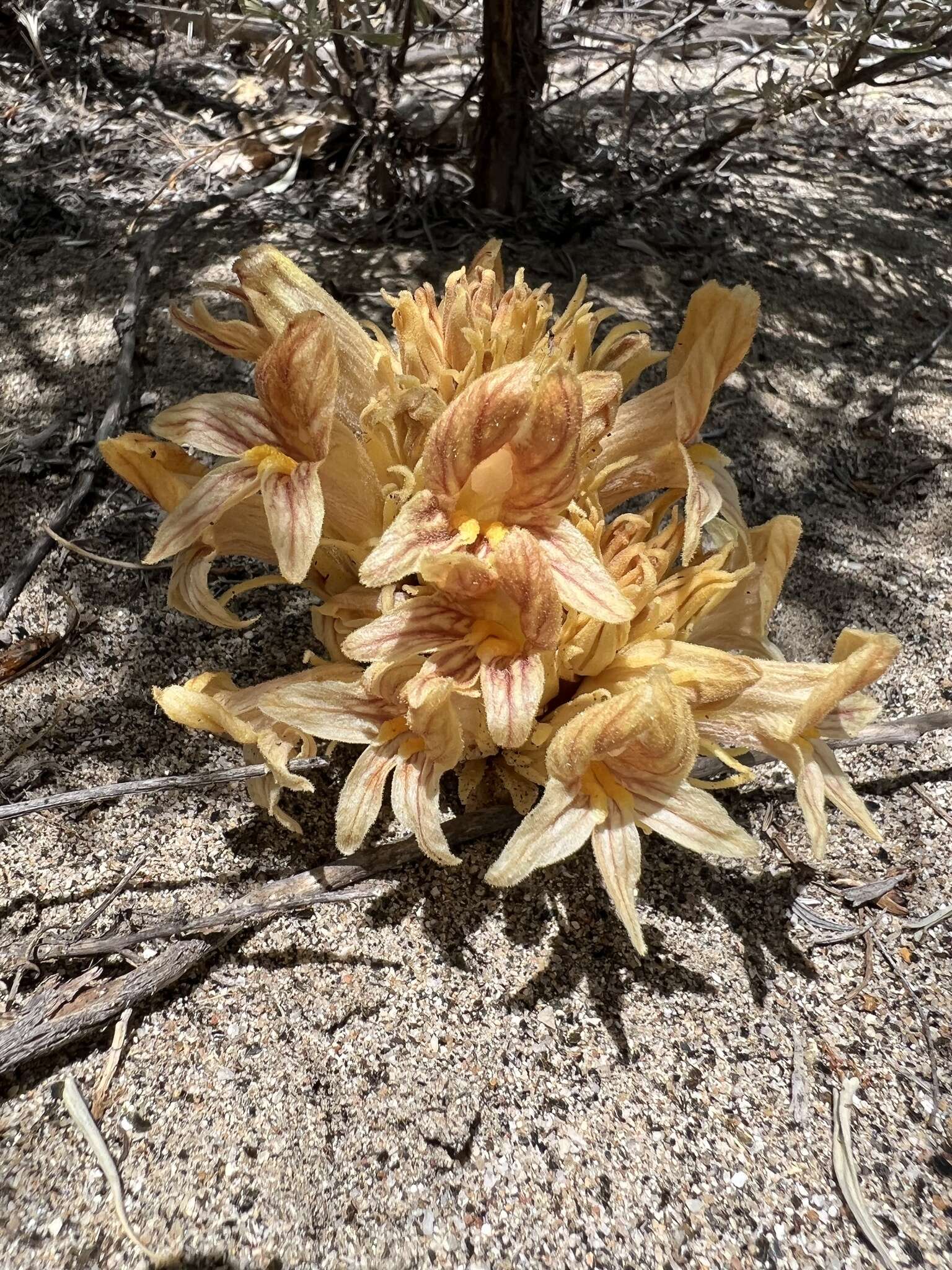 Image of California broomrape