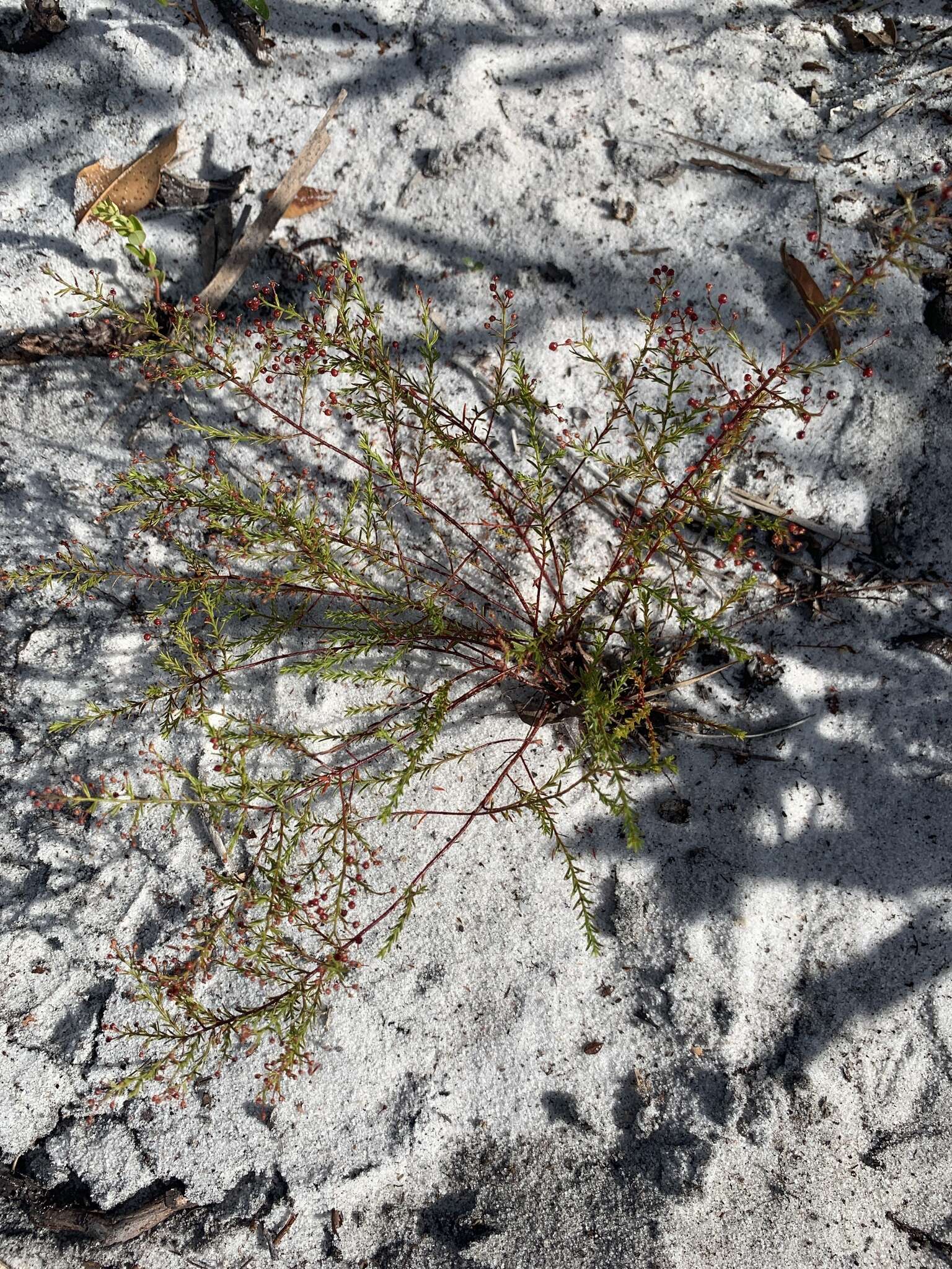 Image of Deckert's pinweed