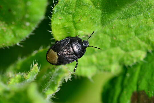 Image of Sehirus morio (Linnaeus 1761)