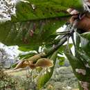 Image de Magnolia arcabucoana (Lozano) Govaerts