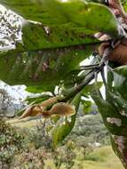 Image of Magnolia arcabucoana (Lozano) Govaerts