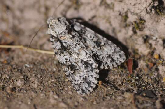 Image of Marble Dagger Moth