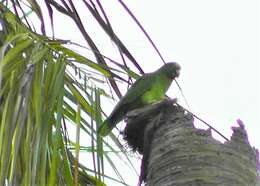 Plancia ëd Amazona ochrocephala panamensis (Cabanis 1874)