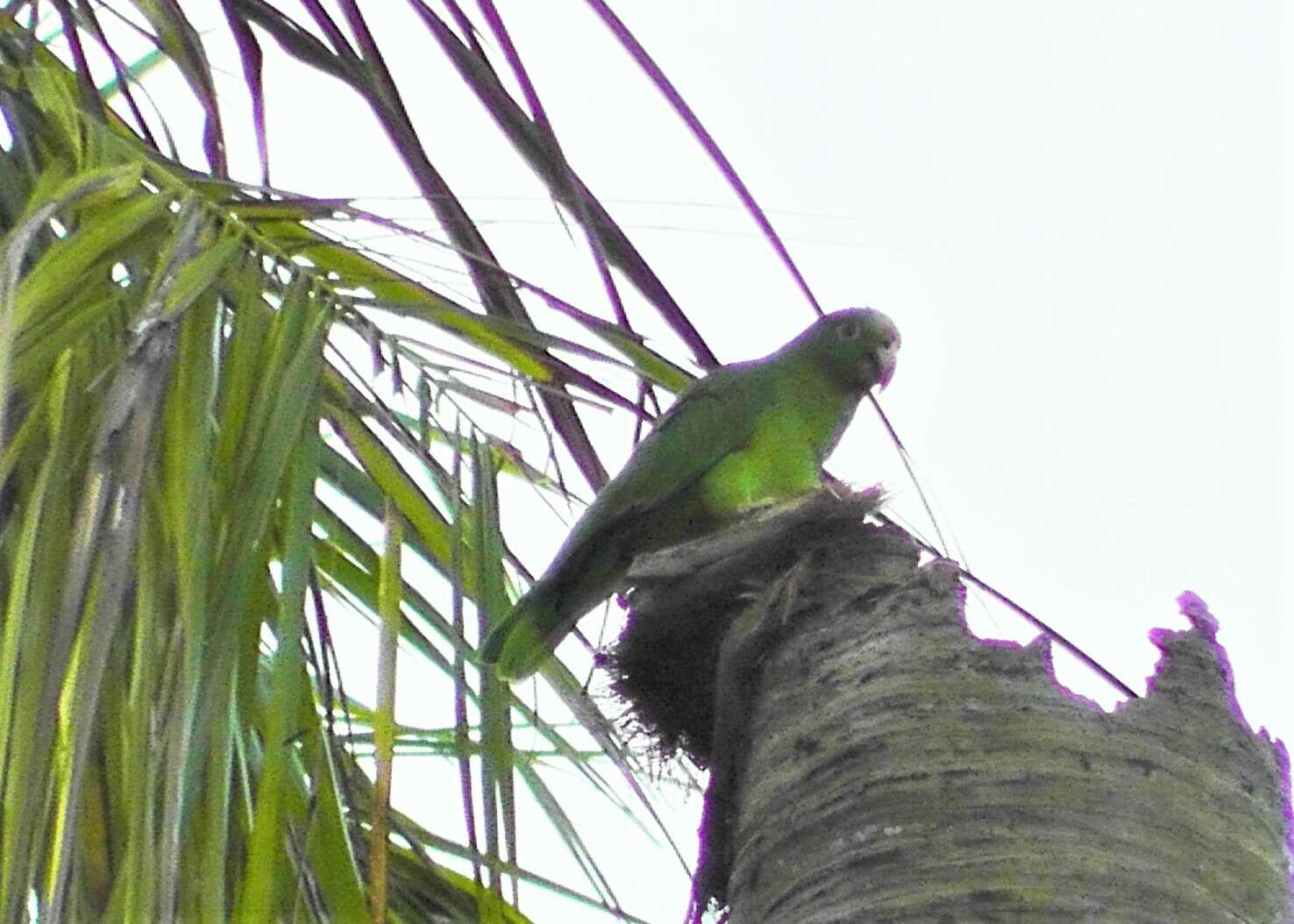 Plancia ëd Amazona ochrocephala panamensis (Cabanis 1874)