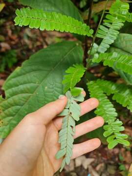 Image of Rourea mimosoides (Vahl) Planch.