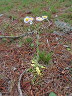 Image of Oak-Leaf Fleabane