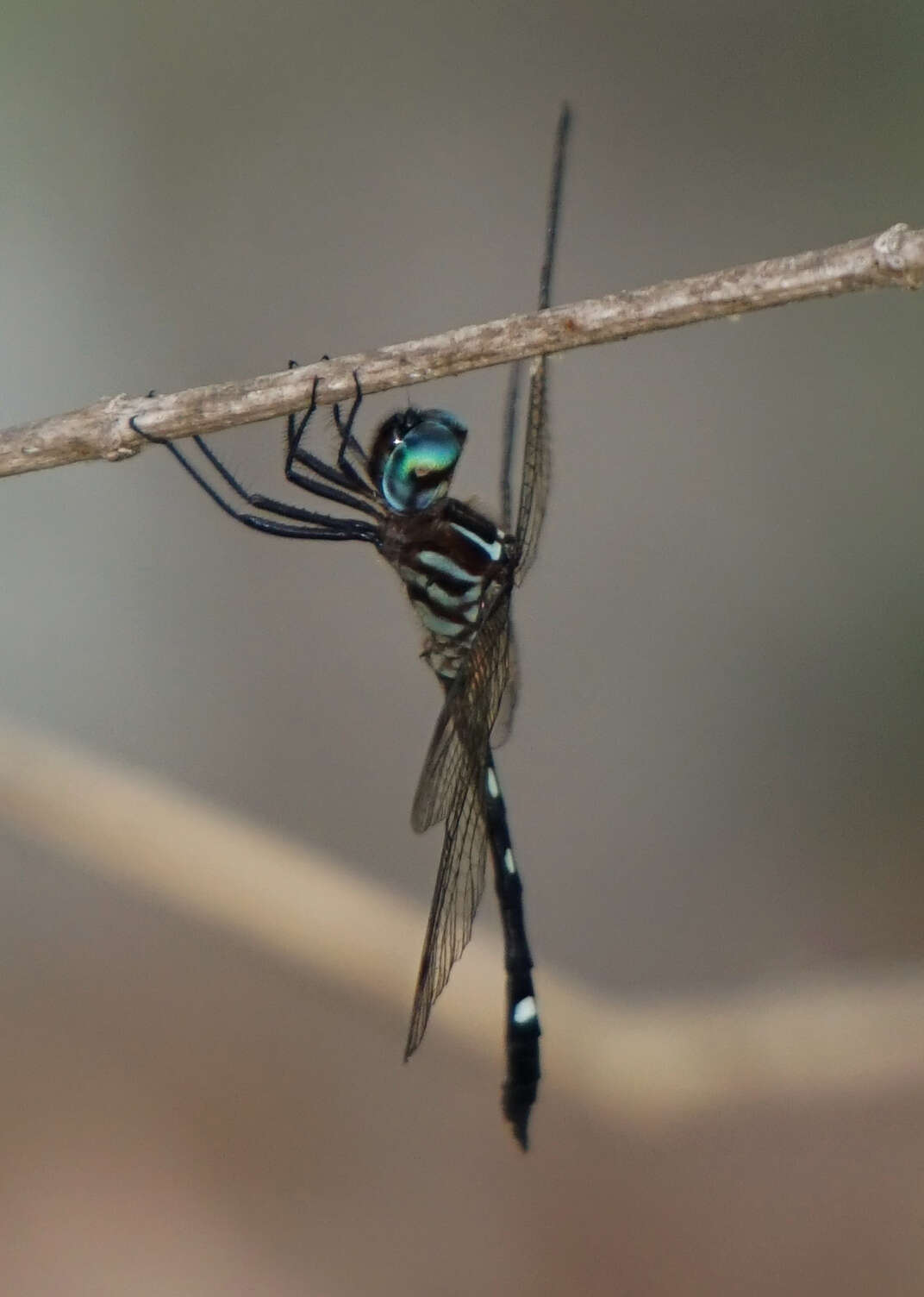 Image of Jade-striped Sylph