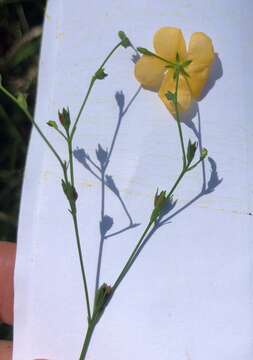 Imagem de Hypericum harperi R. Keller