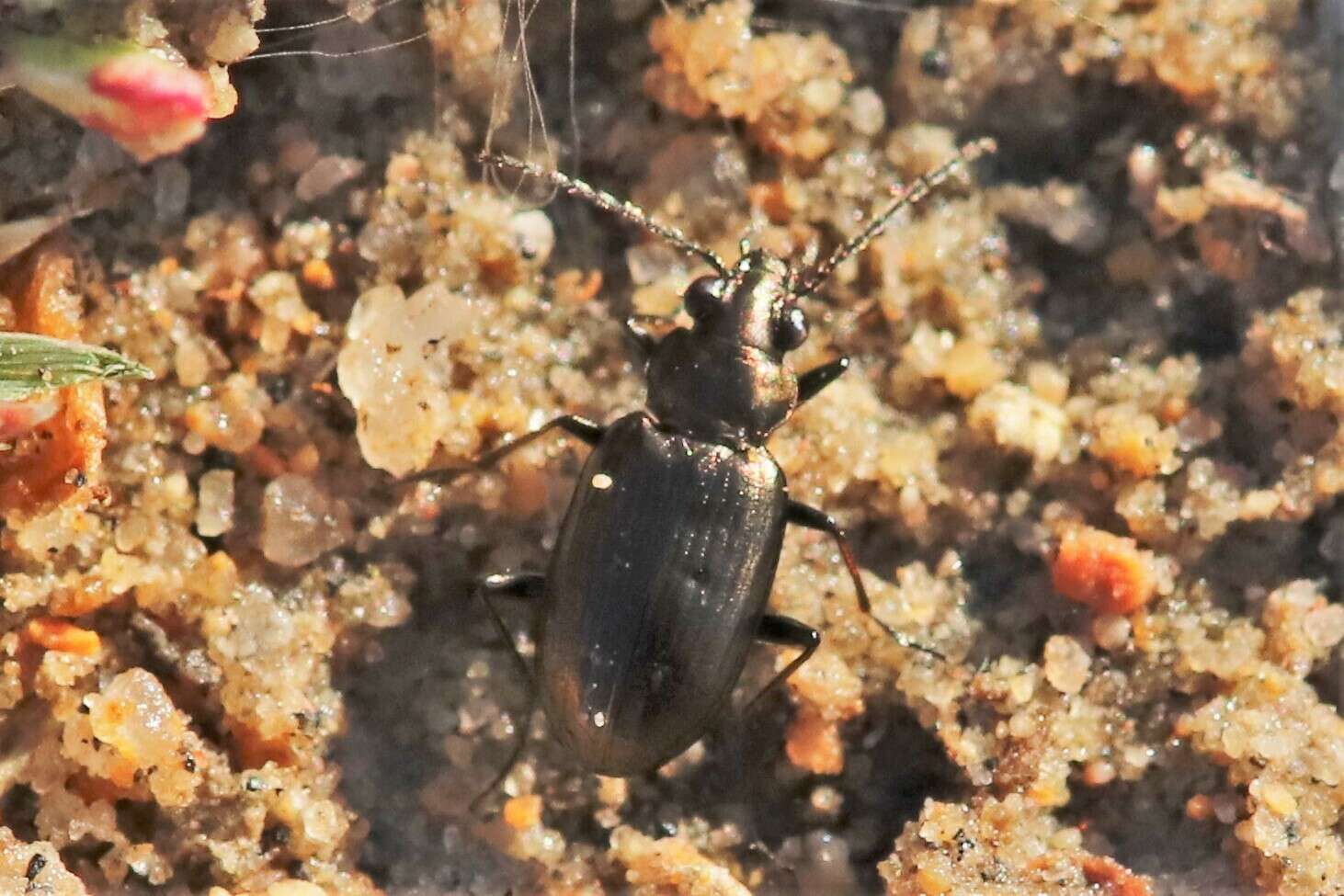 Bembidion (Ochthedromus) bifossulatum (Le Conte 1852)的圖片