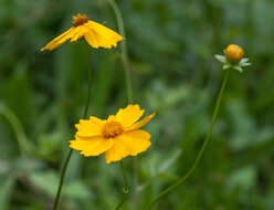 Image of largeflower tickseed