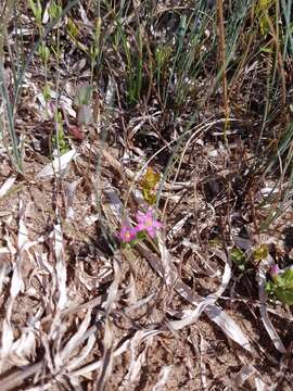 Image of branched centaury