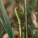 Image of Mantis religiosa religiosa (Linne 1758)