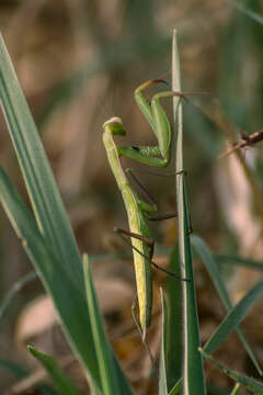 Image of Mantis religiosa religiosa (Linne 1758)