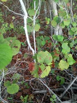 Image de Neomillspaughia emarginata (Gross) S. F. Blake