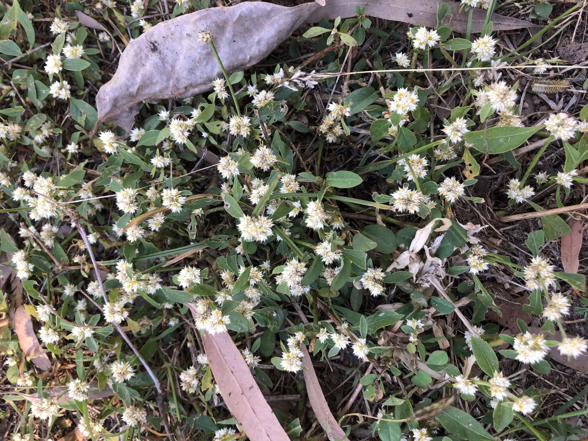 صورة Alternanthera ficoidea (L.) R. Br.