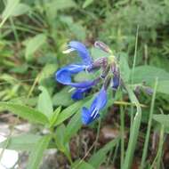 Salvia vitifolia Benth. resmi