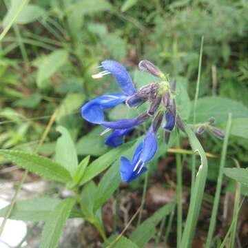 Salvia vitifolia Benth. resmi