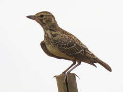 Image of Galerida magnirostris magnirostris (Stephens 1826)