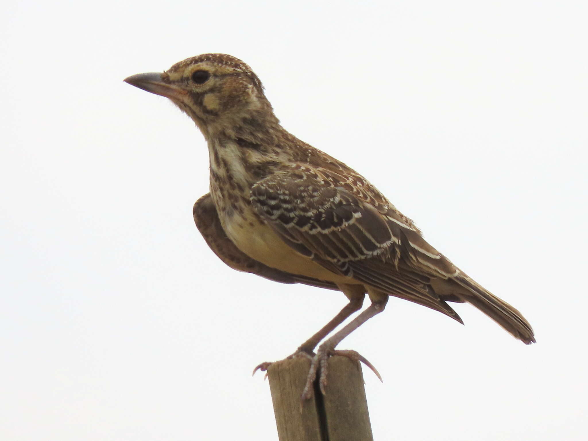 Image of Galerida magnirostris magnirostris (Stephens 1826)