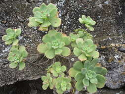 Image de Aeonium haworthii Salm-Dyck ex Webb & Berth.