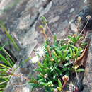 Image of Delosperma karroicum L. Bol.
