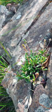 Delosperma karroicum L. Bol. resmi