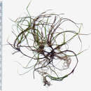 Image of Carex inopinata V. J. Cook