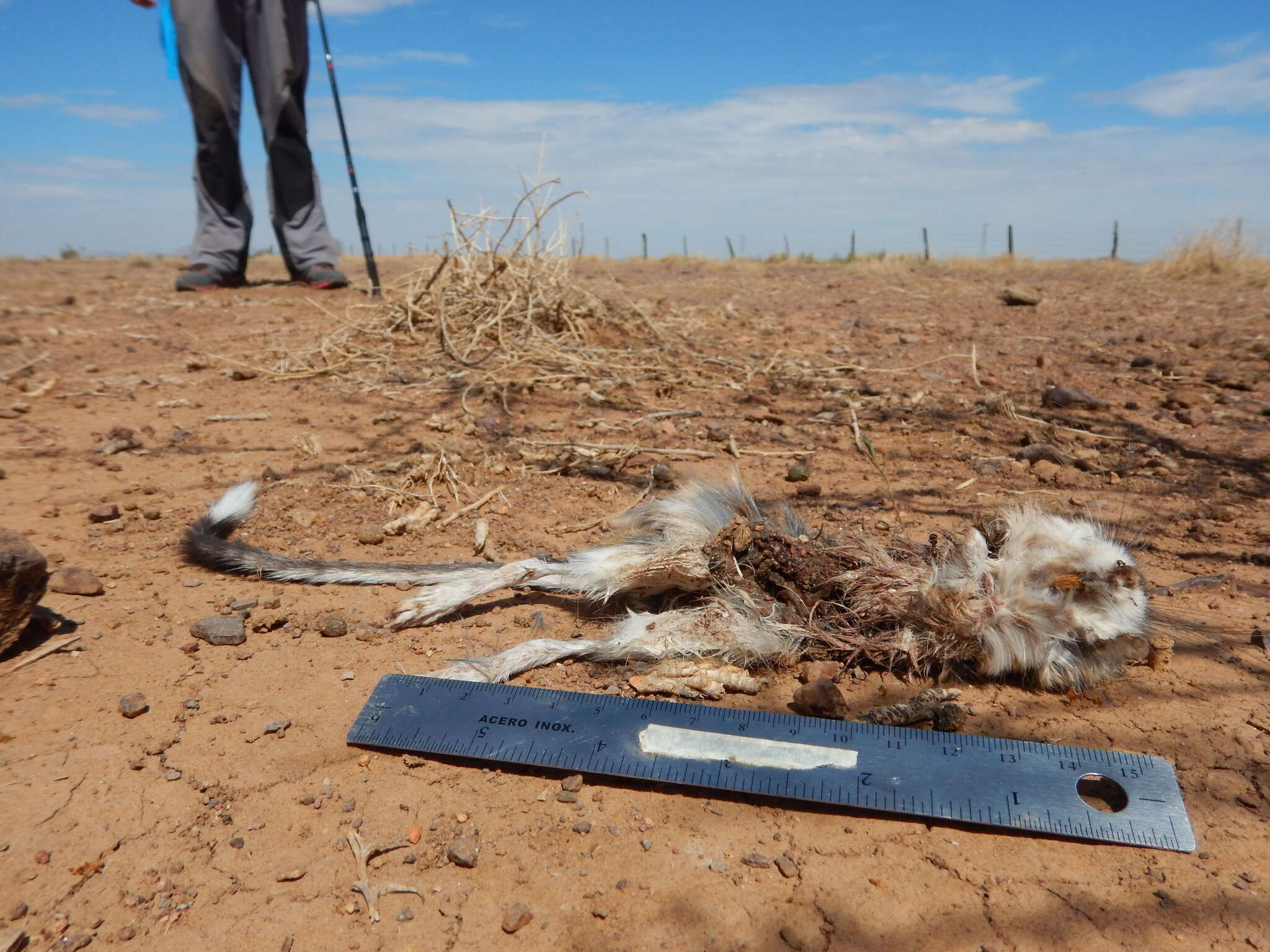 Image of banner-tailed kangaroo rat