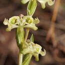 Disperis circumflexa subsp. circumflexa resmi